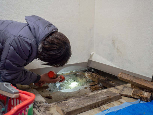 Best Attic Mold Removal  in Selden, NY