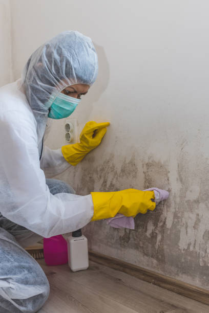 Best Real Estate Mold Inspection  in Selden, NY