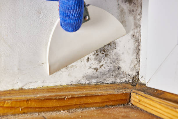 Mold Removal for HVAC Installations in Selden, NY